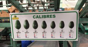 aguacates