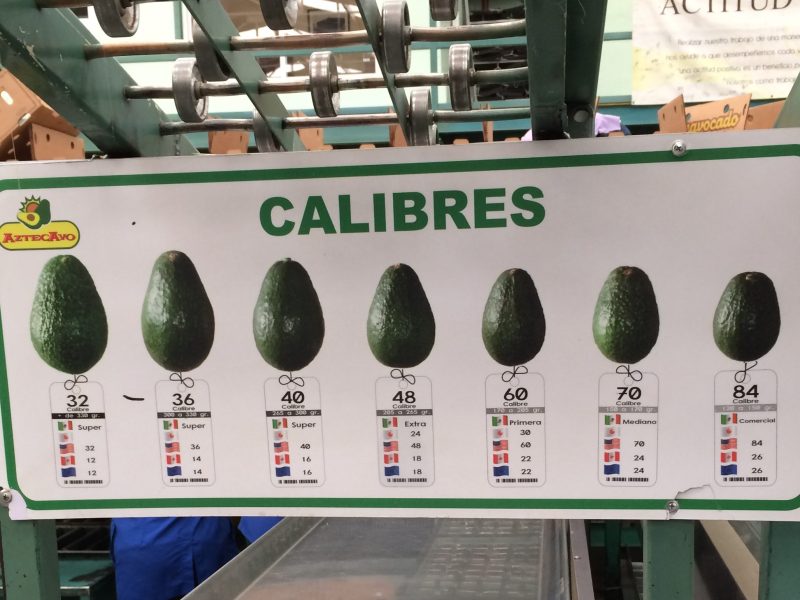aguacates