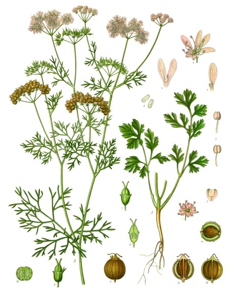 Coriandrum sativum Kohler–s Medizinal Pflanzen 193