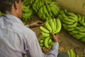 Trabajador clasificando plátano