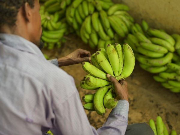 Trabajador clasificando plátano