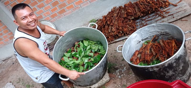 la liana de la ayahuasca y el arbusto de la chacruna.