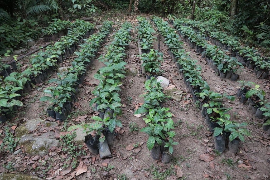 Plantas de café robusta © Damián Sánchez
