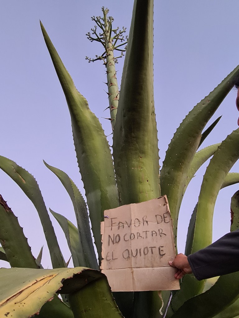 Favor no cortar el quiote
