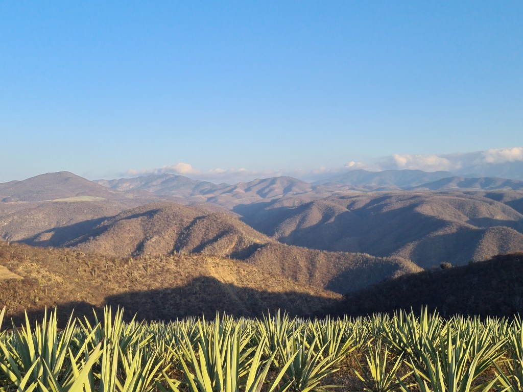 Paisaje agavero