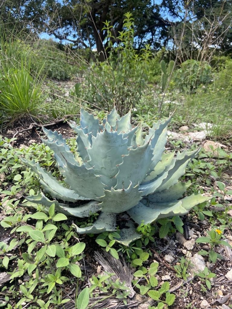 Agave potatorum Zinacantan