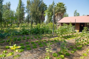 Huerta agroecológica para la restauración del suelo