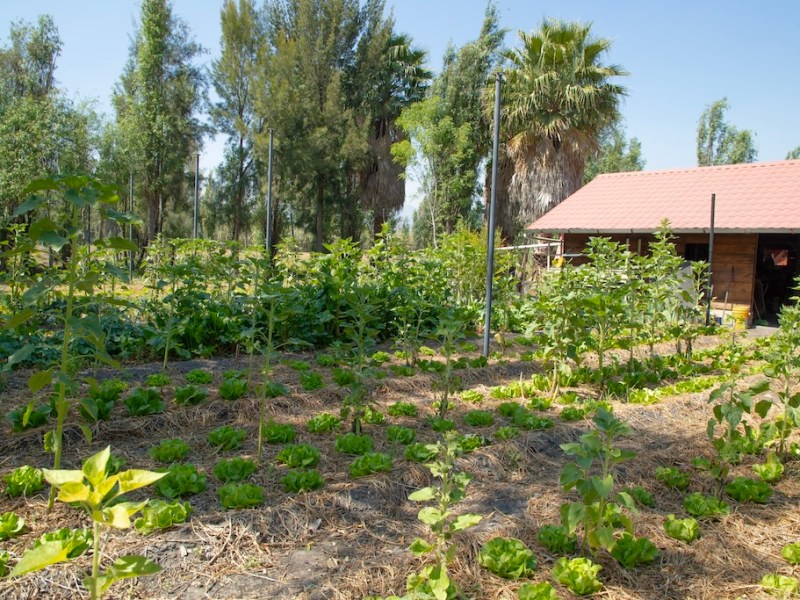 Huerta agroecológica para la restauración del suelo