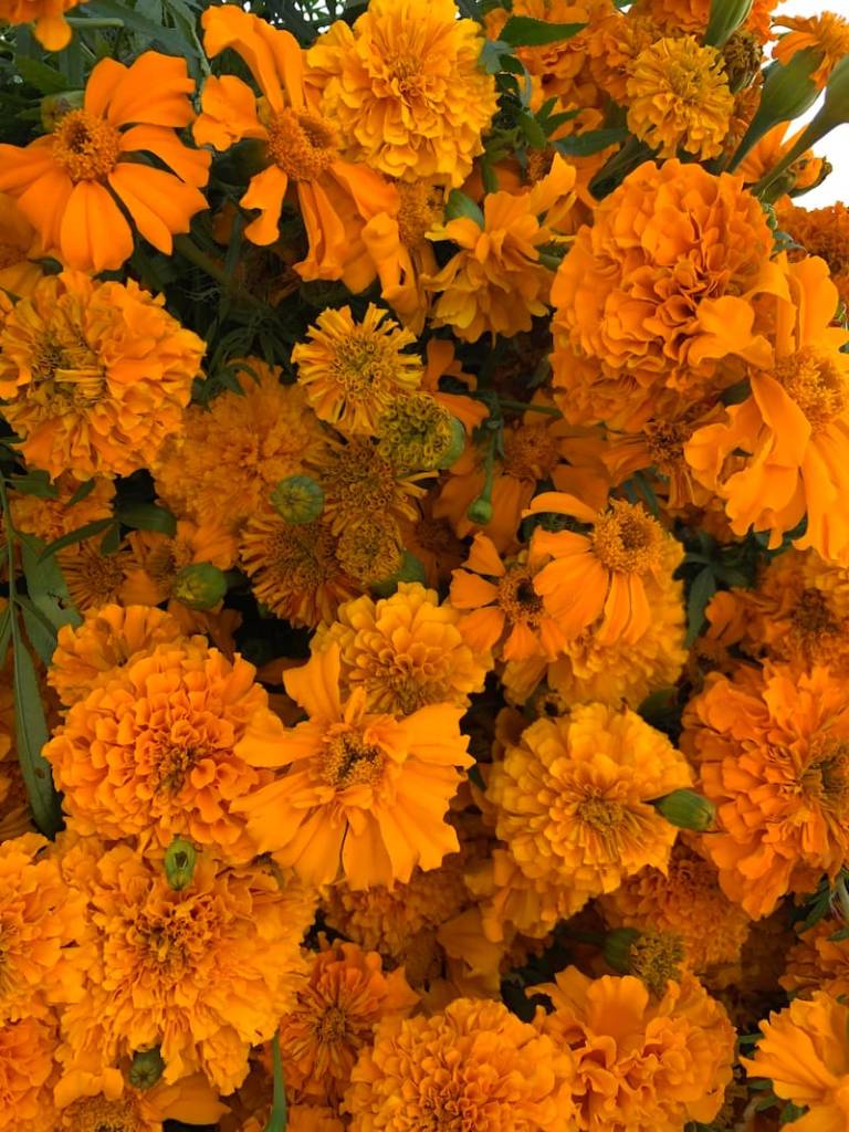 Flor de cempasúchil