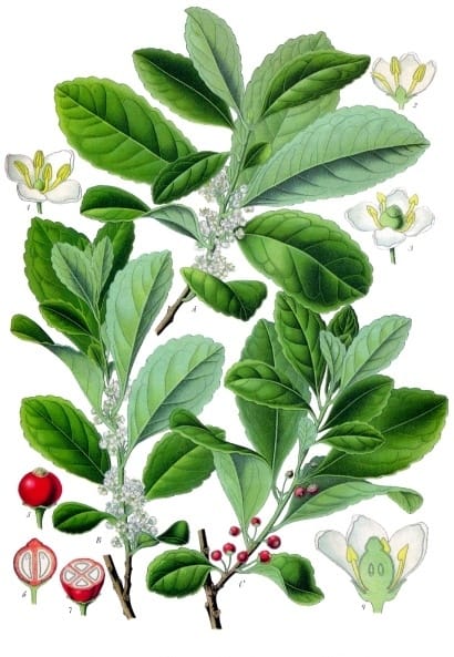 Yerba mate, Ilex paraguariensis
