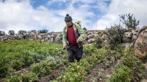 Máximo Ticllacuri la resistencia de la agricultura