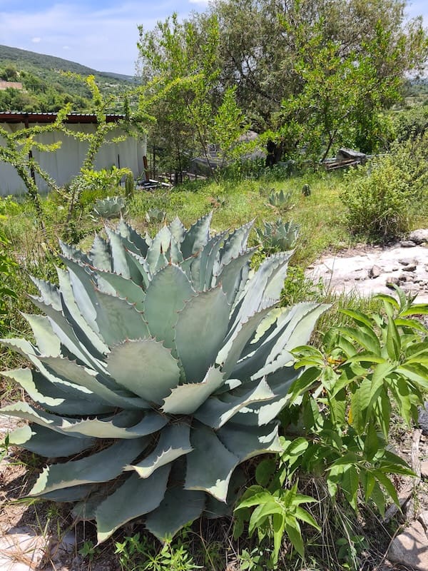 Agave potatorum