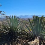 Paisaje agavero Oaxaca