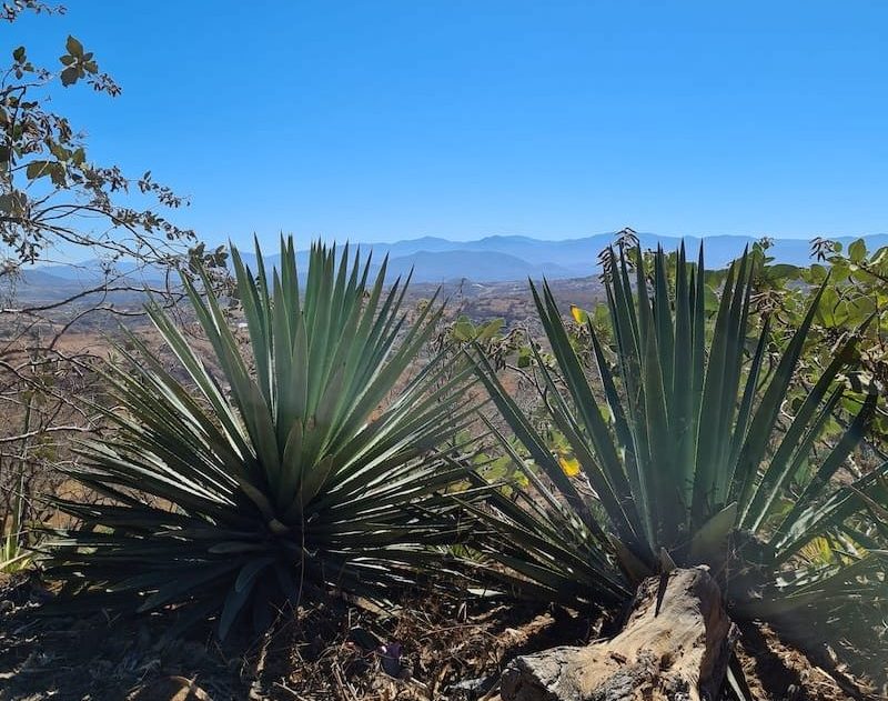 Paisaje agavero Oaxaca