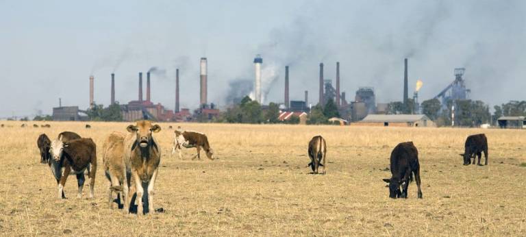 Vacas y cambio climático