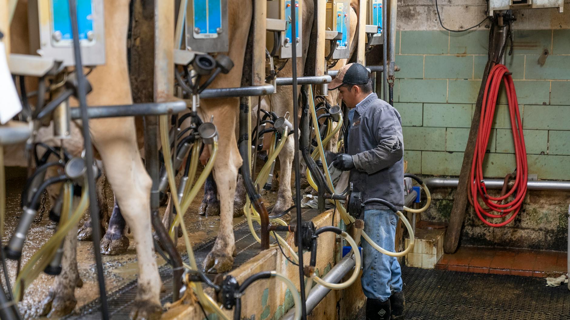 Durante décadas la industria láctea nos ha vendido «vacas felices», lo cierto es que muchas de las prácticas nos harían reconsiderar si queremos ese vaso de leche.