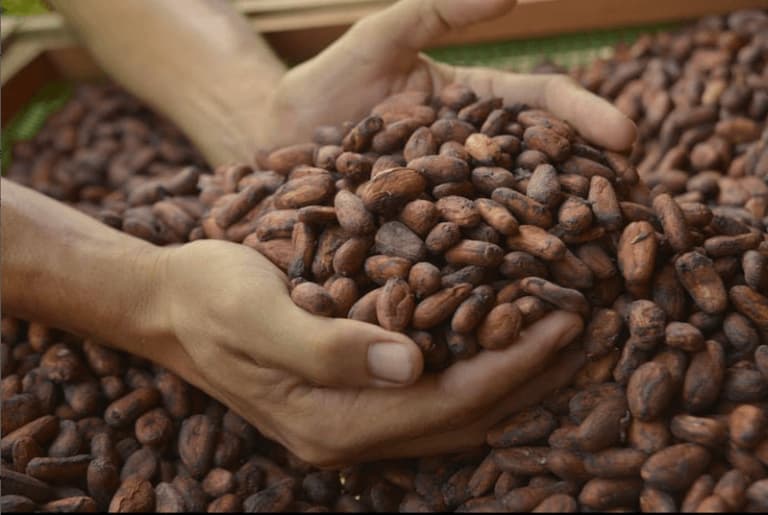 Almendras deacao Mashpi