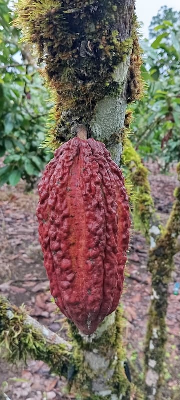Theobroma cacao en la amazonía ecuatoriana