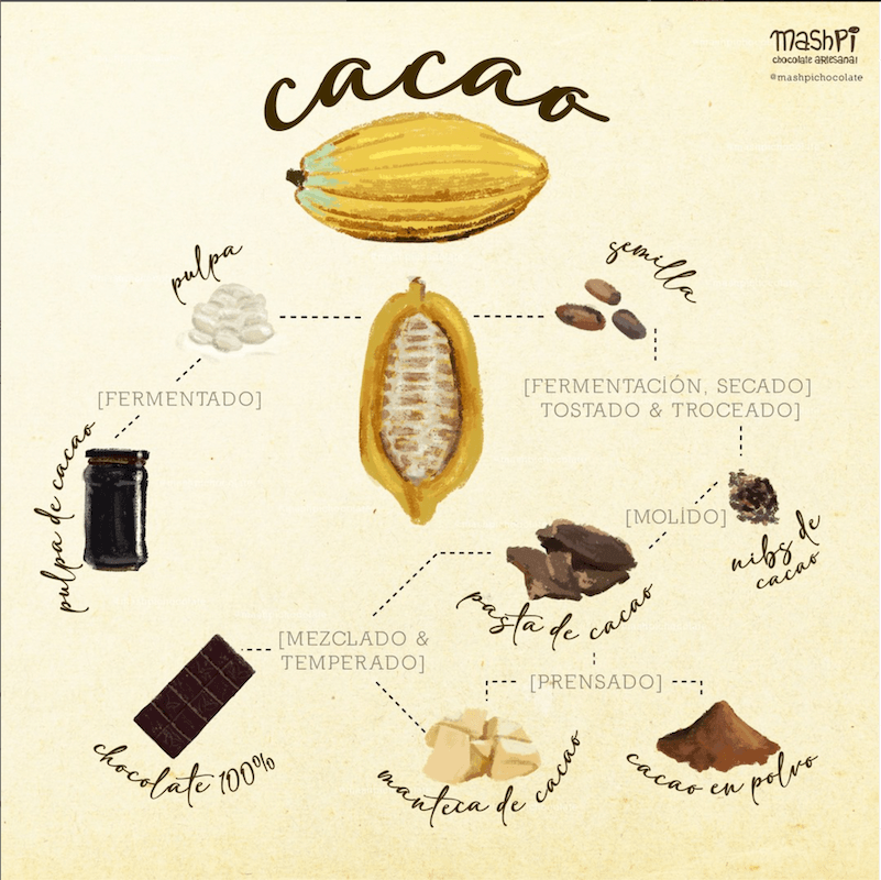 Transformación del cacao