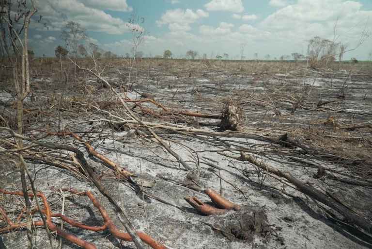 Deforestación yucatán