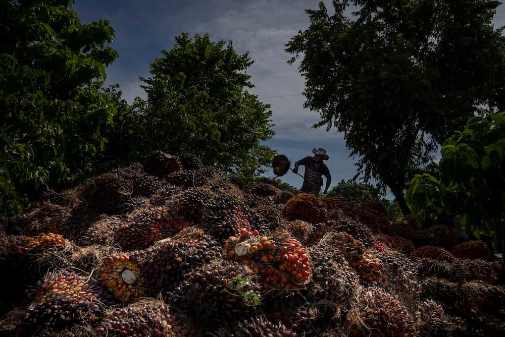 Racimos de cocos de aceite de palma
