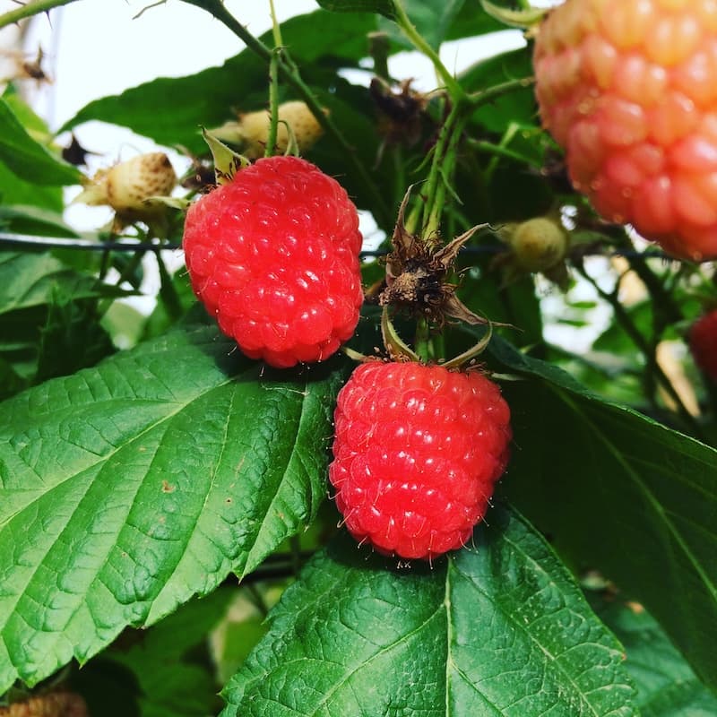 Berries 1