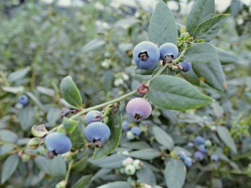 blueberries