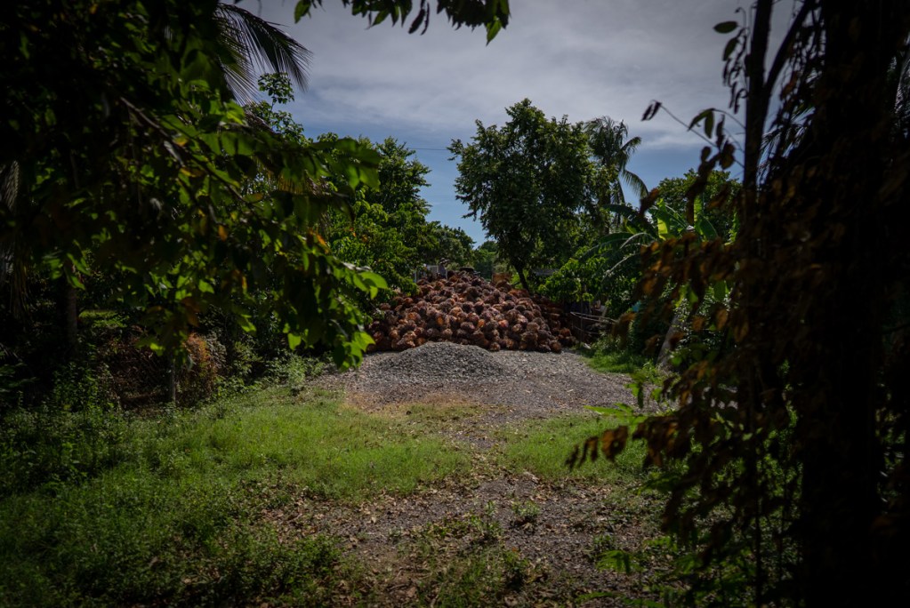 Frutos de palma Africana