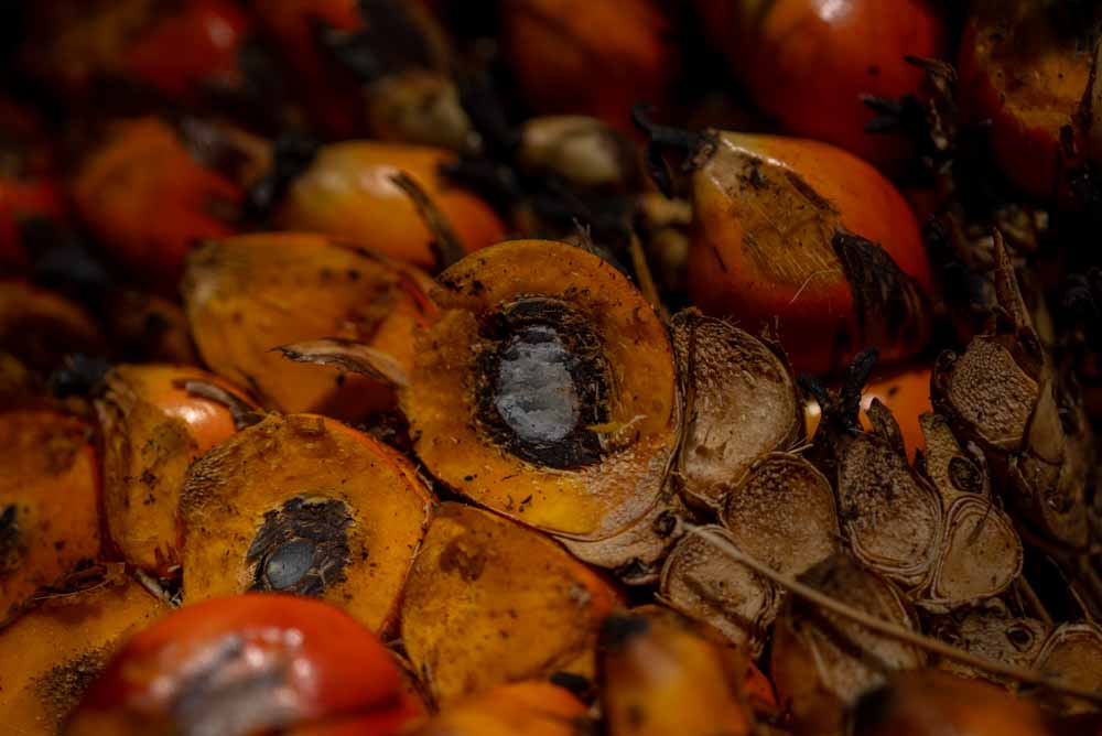 Fruto de la palma africana o palma de aceite Elaeis guineensis. Foto Robin Canul