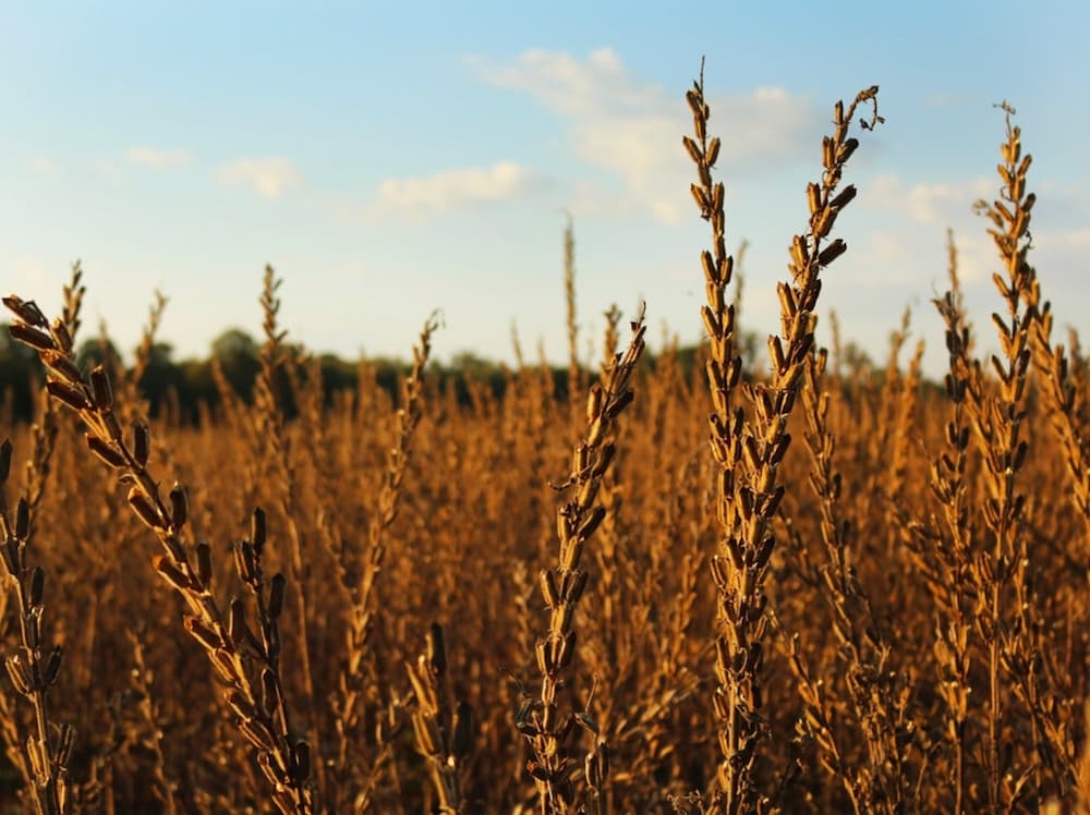 Dried Sesame Harvest Time October