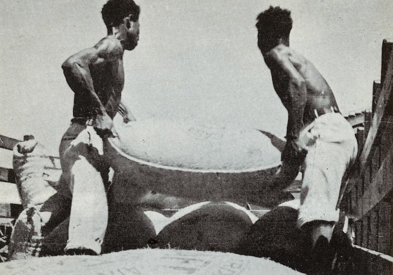 Ajonjolí cultivado en Guerrero, México, y enviado al mercado. Foto del antropólogo Gonzalo Aguirre Beltrán tomada del libro Cuijla: Esbozo etnográfico de un pueblo negro, 1958. Cortesía de Jayson M. Porter.