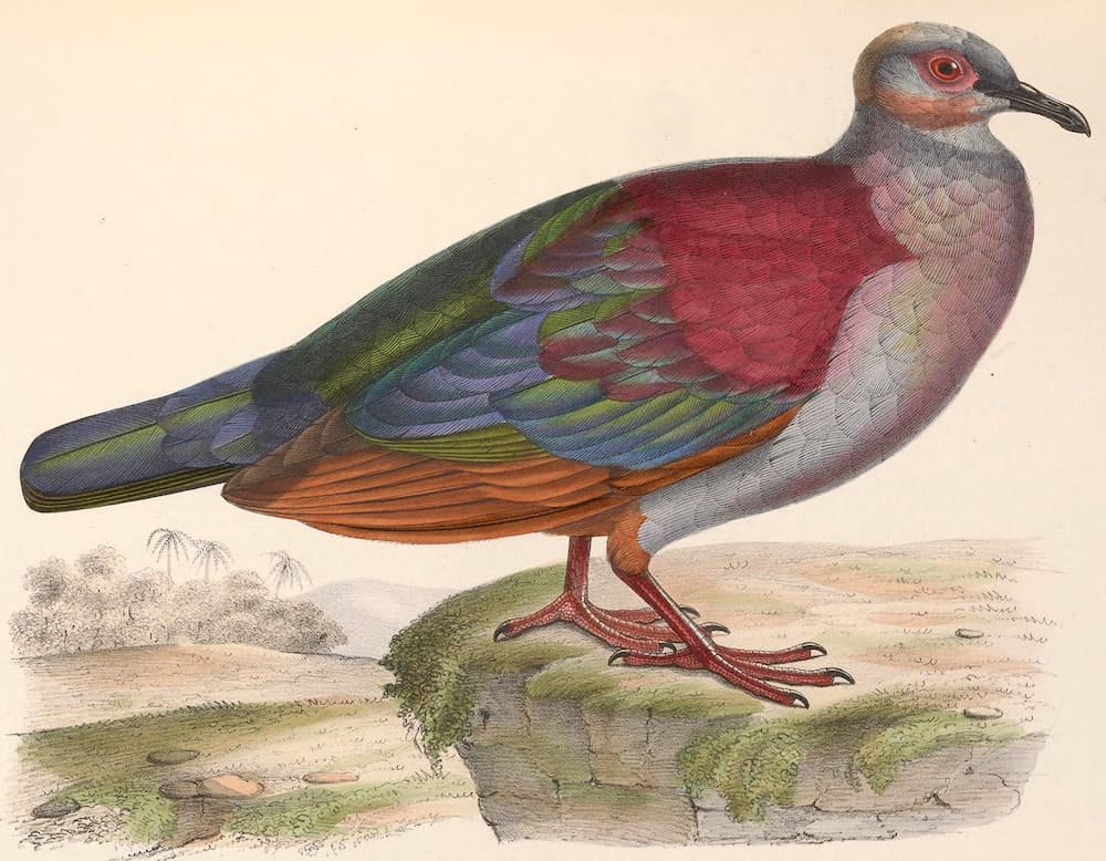 Una tórtola perdiz jamaicana del libro Iconographie ornithologique del ornitólogo francés Marc Œillet des Murs, 1845. Imagen Biodiversity Heritage Library
