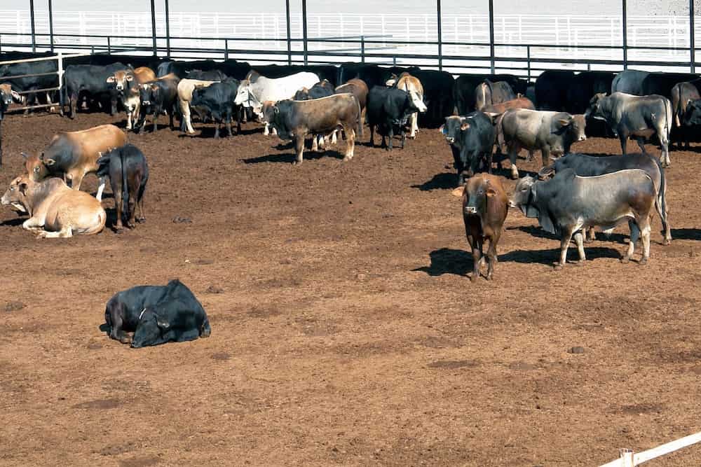 Granja bovina