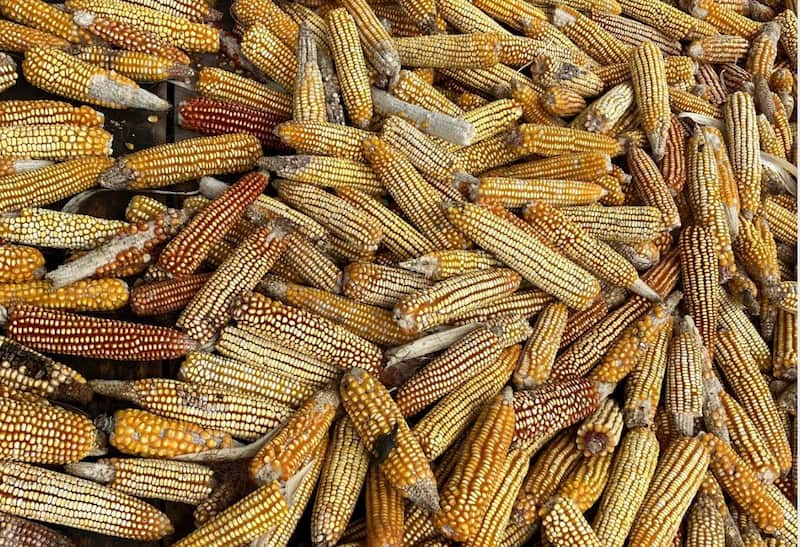 Maíz nativo de una semilla muy especial del pueblo Sieko'pai en la amazonía ecuatoriana en donde no comen arepas.