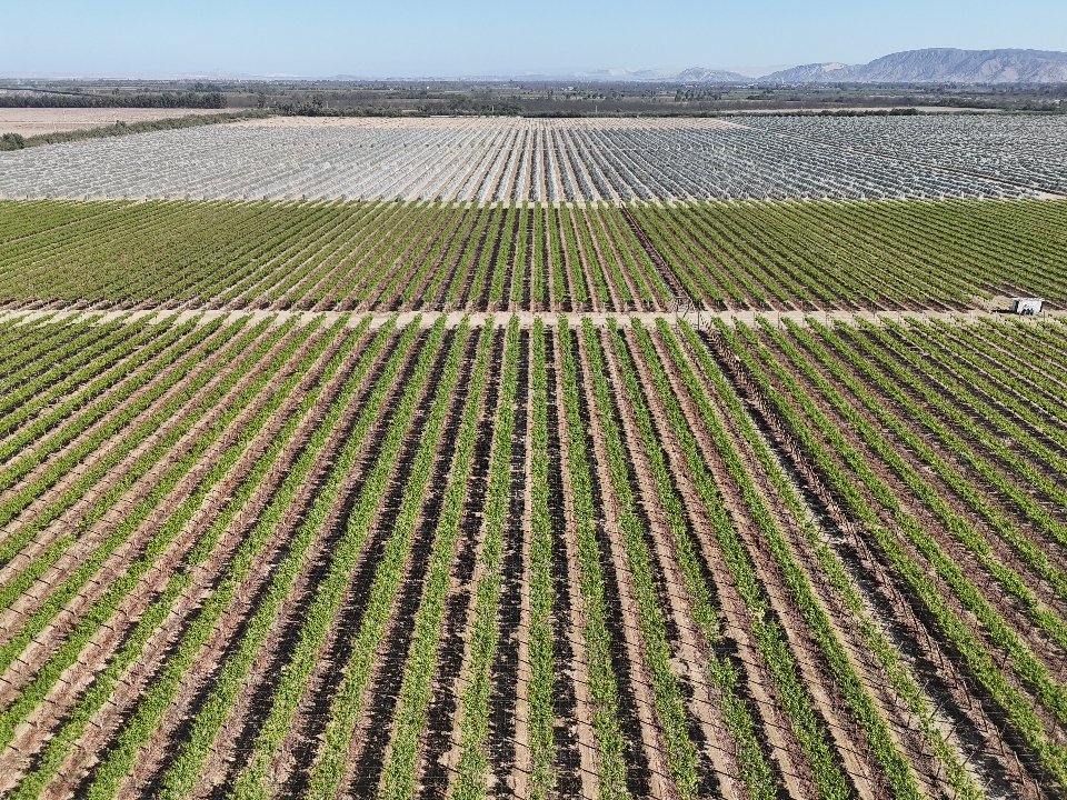 Valle de Ica cultivo agroexportador