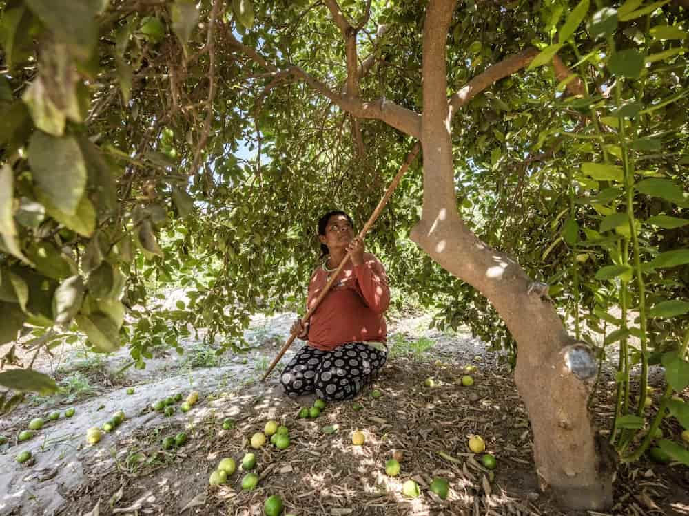 Agricultora Santa Rosa