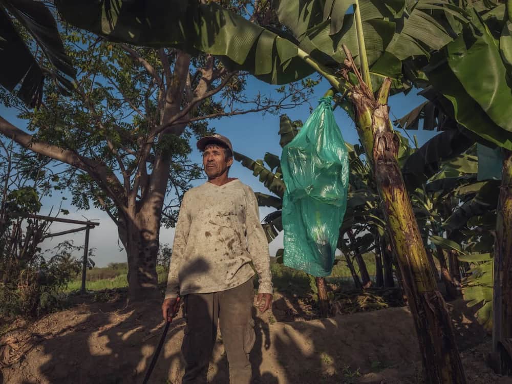 Luis Campos, agricultor