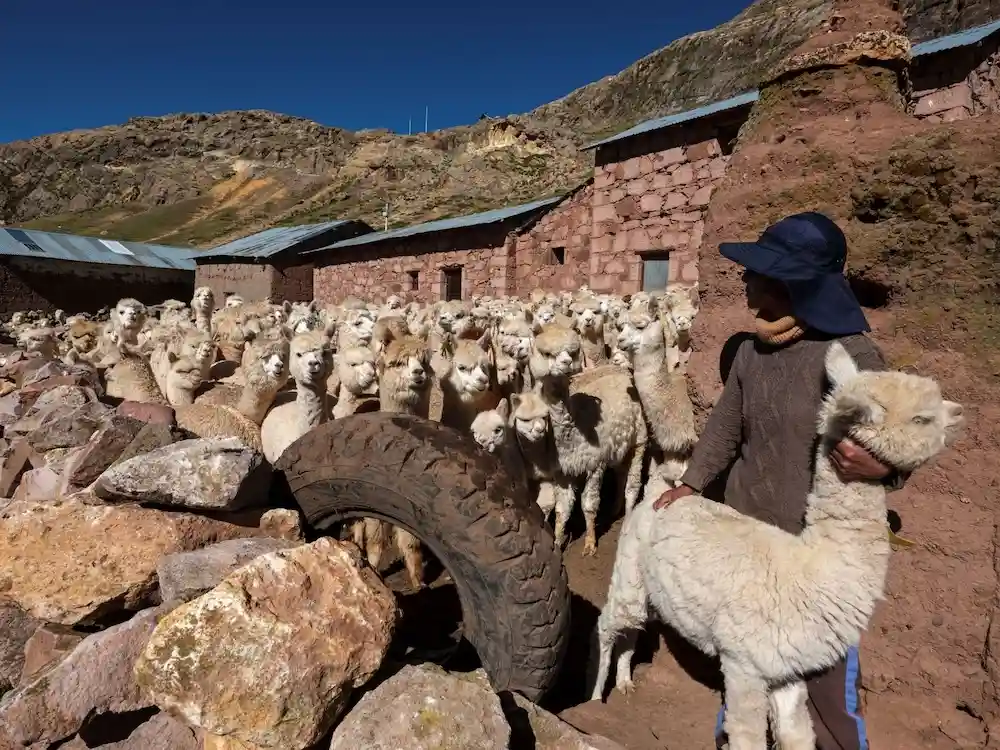 Janeth Quispe sostiene una de sus crías en Carhuancho, Huancavelica