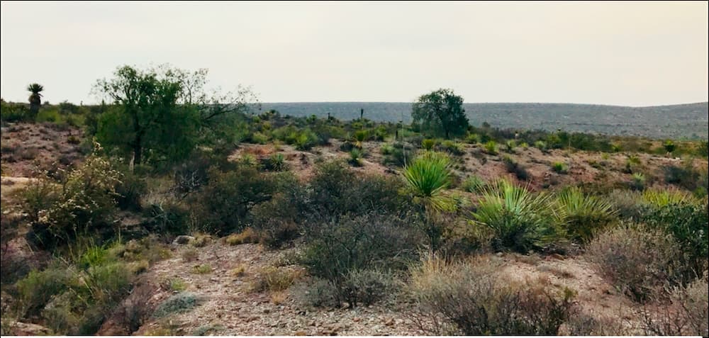 Población de Pinus pinacea en Sierra de Parras, Coahuila. Dentro del Desierto Chihuahuense se observa la convivencia de pinos con los agaves y las yuccas. Foto Laura Figueroa.