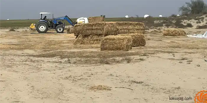 Pacas de pastura