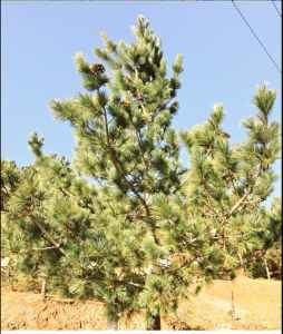 Pinus pseudostrobus juvenil, Arteaga, Cohahuila. Foto Laura Figueroa