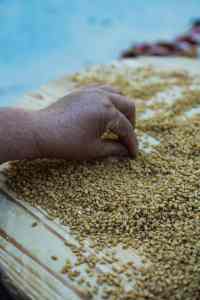 hand sorting grains on wooden table