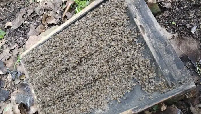 Abejas muertas en un panal en el occidental estado mexicano de Michoacán. Imagen: Ona
