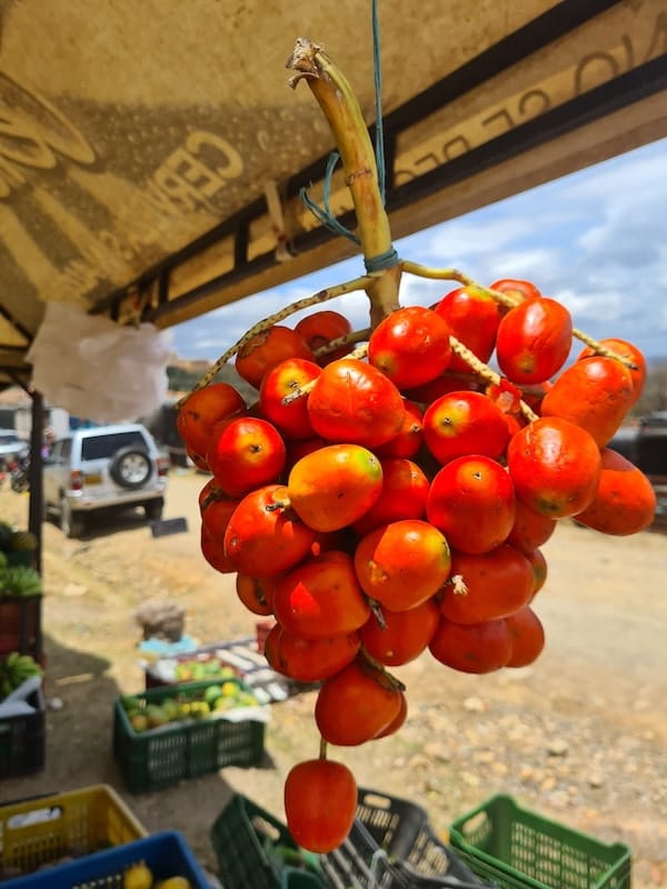 Racimo de chontaduro en el mercado de Villa de Leyva, Boyacá, en donde esta fruta es más conocida como cachipay. En esta zona de Colombia se consumía cachipay con frecuencia que llegaba de los municipios cálidos que conectan con el valle del río Magdalena, sin embargo una plaga afectó las palmas y ahora el que se consigue llega desde los departamentos del Pacífico colombiano. Foto Vanessa Villegas Solórzano